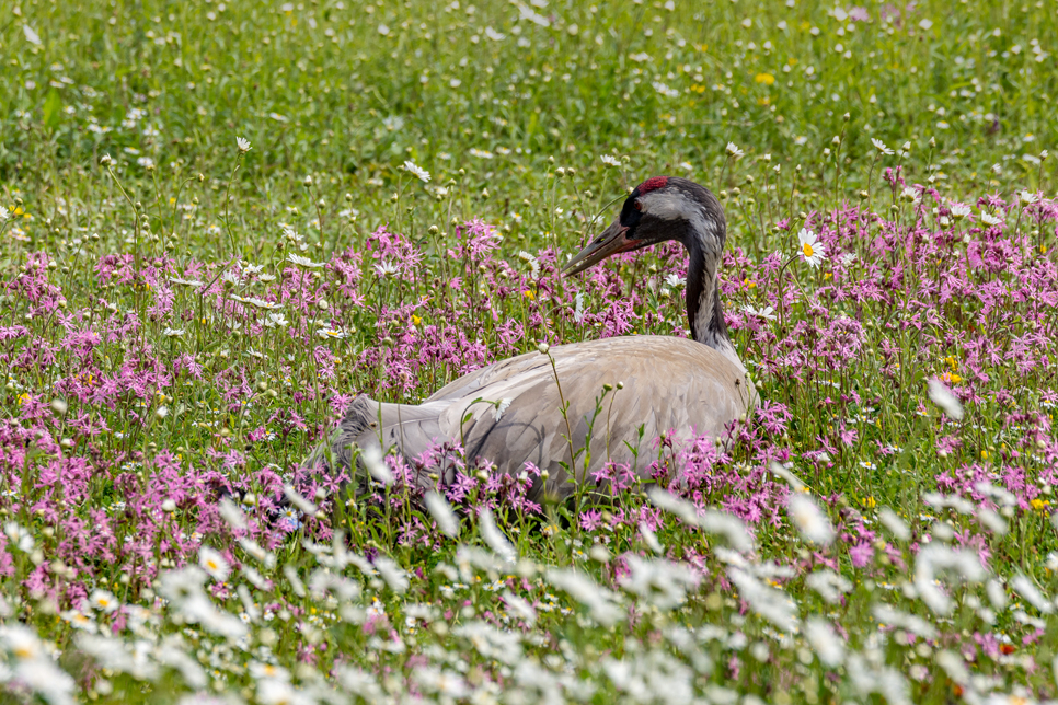 Flowers galore at our wonderful wetlands